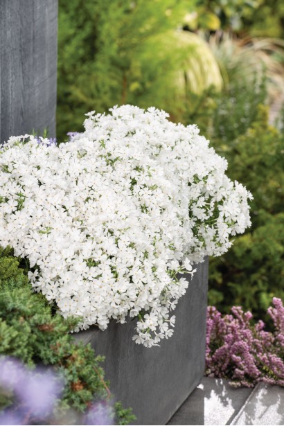 Phlox subulata Alba прикрашає сад ніжним білим цвітінням.